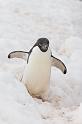 106 Antarctica, Petermann Island, adeliepinguin